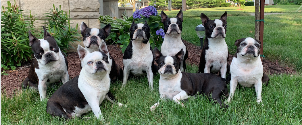 Do Boston Terriers Get Along With Cats? 50 Owners Surveyed - Boston Terrier  Society